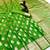 Parrot green banarasi silk saree with zari embossed mango design & rich pallu