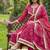Beautiful jaipuri a rani pink golden strip colored anarkali suit set