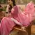 Pink chiffon embroidered saree with unstitched blouse piece