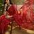 Red georgette bandhni saree with unstitched blouse piece