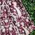 Multicolour Semistitched Croptop Choli With Unstitched Blouse