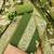 Premium floral printed jamdani muga cotton salwar kameez material