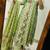 Floral printed pure cotton round neck kurta trouser & dupatta set