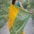 Yellow soft silk banarasi jacuard work designer party wear saree with unstitched blouse piece