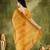 Yellow color bollywood style printed chiffon saree for ethnic party looks