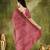 Coral color bollywood style printed chiffon saree for ethnic party looks
