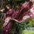 Wine color tussar silk lotus print sarees