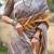 Gold color tussar silk madhubani print sari