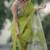 Dark green linen printed zari work saree with blouse