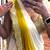 yellow ombre mirror work chinon saree with blouse