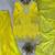 yellow salwar suit dupatta