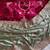 Light Sea Green  Color  golden embroidery Codding dori work with sequins work Silk Saree