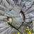 Light Grey Color  sequence and zari embroidered Work  Silk Blend Saree