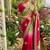 Multicolor silk blend saree blouse