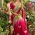 Multicolor silk blend saree blouse