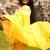 yellow handloom cotton saree