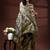 Olive green silk blend kantha saree with intricate white floral nakshi & scalloped pallu