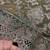 Heavy embroidery worked two ton moss silk grey suit for women