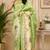 pista chanderi cotton printed  designer party wear festive 1 minute ready to wear saree with unstitched blouse piece