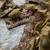olive green embroidery sequin and multi border silk saree