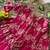 Ranipink banarasi silk kids lehenga choli set with zari jacquard work for girls