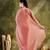 peach silk blend pre draped graceful partywear saree