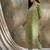 Green cotton stitched top with stitched cotton bottom and - dupatta 3/4 sleeve printed straight top
