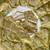 Olive Color embroidery beats work Silk Blend Saree