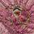 Onion Pink Color embroidery sequence Work Silk Blend Saree