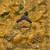 Yellow Color embroidery sequence Work Silk Blend Saree