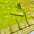 Lime zari woven banarasi silk blend saree with blouse piece