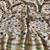 Wine zari woven paithani silk blend saree with blouse piece