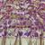 Purple zari woven paithani silk blend saree with blouse piece