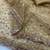 golden sequins and beads embroidery with soft net saree