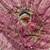 onion pink silk blend embroidered saree with sequins work