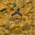 yellow silk blend embroidered saree with sequins work