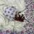 white-purple floral print with beads and katdana hand silk saree