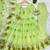 Lime organza printed anarkali set