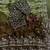 olive green-brown shaded in sequin embroidery chiffon saree 