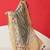Beige printed tissue traditional saree with blouse piece