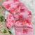 Pink georgette printed saree with floral print