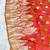 Pink zari woven banarasi silk traditional saree with blouse piece