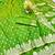 Green zari woven banarasi silk traditional saree with blouse piece