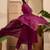 embroidered round neck  kurta trousers & dupatta