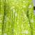 Lime floral printed cotton tunic short kurti top for women