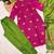 women's art silk woven butta motiff kurta pant with dupatta set