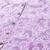 Purple floral printed pure cotton kurta with trousers & dupatta