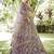 Embroidered Semi-Stitched Lehenga & Unstitched Blouse With Dupatta