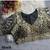Black italian silk heavy embroidered readymade blouse with real mirror and zari work