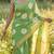 Green linen gold piping digital print saree with blouse piece